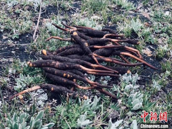 图为冬虫夏草。 李江宁 摄 图为冬虫夏草。 李江宁 摄