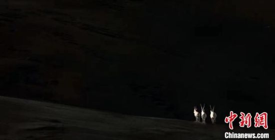 ͼΪ·ëÈñÇ¿×÷Æ·¡¶Äº¹é¡·¡£¡¡ÇຣʡÆîÁ¬É½×ÔÈ»±£»¤Ð»á¹©Í¼ ͼΪ·ëÈñÇ¿×÷Æ·¡¶Äº¹é¡·¡£¡¡ÇຣʡÆîÁ¬É½×ÔÈ»±£»¤Ð»á¹©Í¼