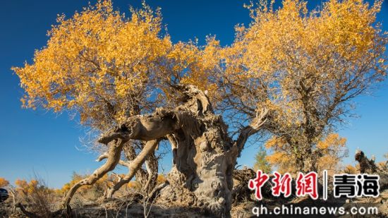 ͼΪÁùǧÄêºúÑî¡£ ÐܾÅÁä Éã ͼΪÁùǧÄêºúÑî¡£ ÐܾÅÁä Éã