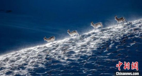 ͼΪ����������Ʒ������ðѩ�������ຣʡ����ɽ��Ȼ����Э�ṩͼ