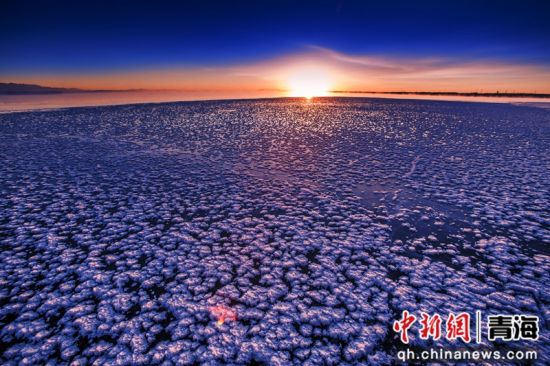 ͼΪ²ñ´ïľ¾³ÄÚµÄÑκþ¡£ º£Î÷ÖÝίÐû´«²¿ ¹©Í¼ ͼΪ²ñ´ïľ¾³ÄÚµÄÑκþ¡£ º£Î÷ÖÝίÐû´«²¿ ¹©Í¼