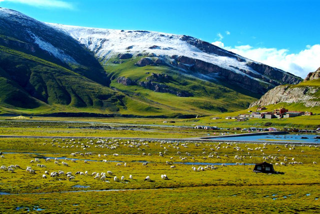 舟群草原。天峻县委宣传部供图