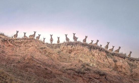 《观察》 焦生福摄 《观察》 焦生福摄
