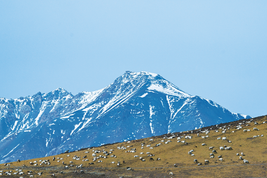 四月十七日,在青海省海北藏族自治州门源回族自治县皇城蒙古族乡,一群藏羊在祁连山腹地的草场上活动。张龙 摄 四月十七日,在青海省海北藏族自治州门源回族自治县皇城蒙古族乡,一群藏羊在祁连山腹地的草场上活动。张龙 摄