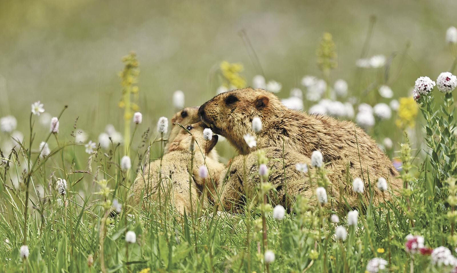 QQͼƬ20250611062309