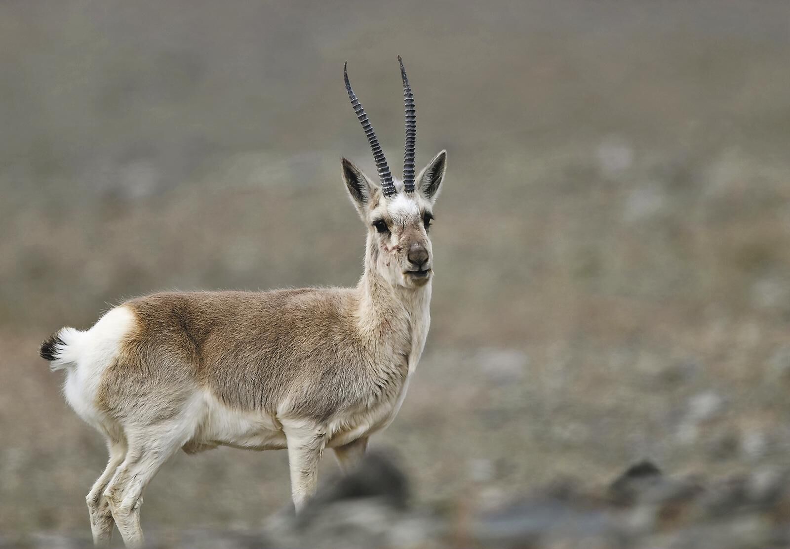 QQͼƬ20250611062402