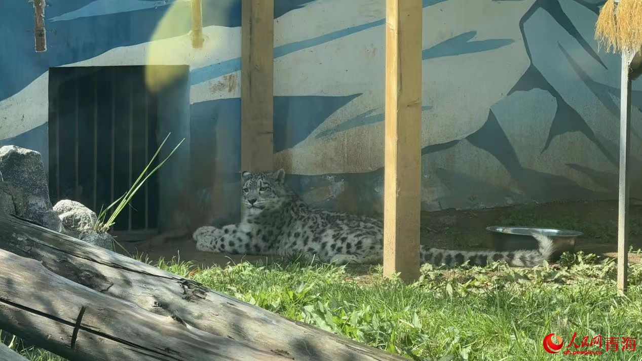 ����Ұ������԰���Ƕ���ѩ������Сâ�������������� ������