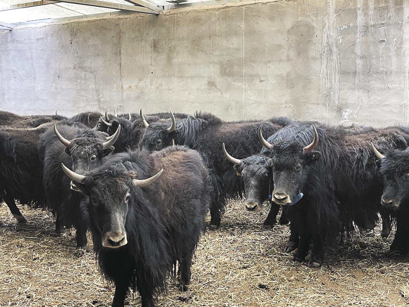 ²ÝÔÖþ¡°ÔƲ֡± ÄÁ³¡±ä¡°ÖDz֡±