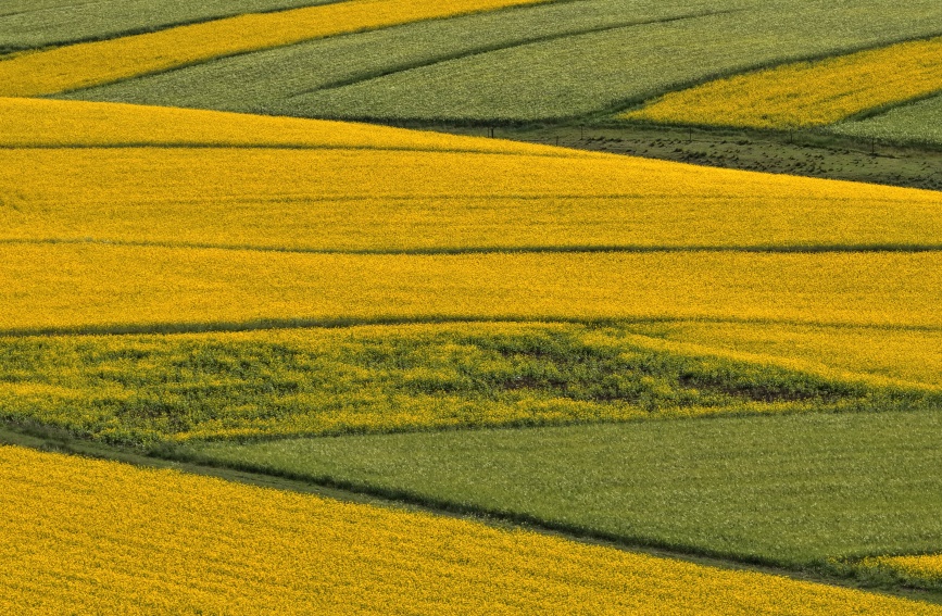 �Ͳ˻�ʢ������ѩ���